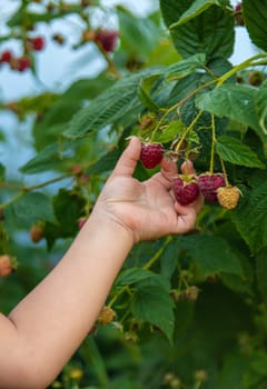 A child picks raspberries in the garden. Selective focus. Kid.