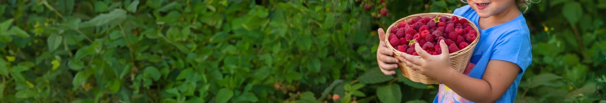 A child picks raspberries in the garden. Selective focus. Kid.