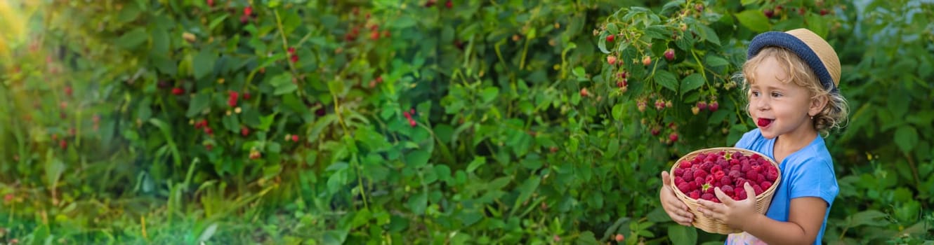 A child picks raspberries in the garden. Selective focus. Kid.