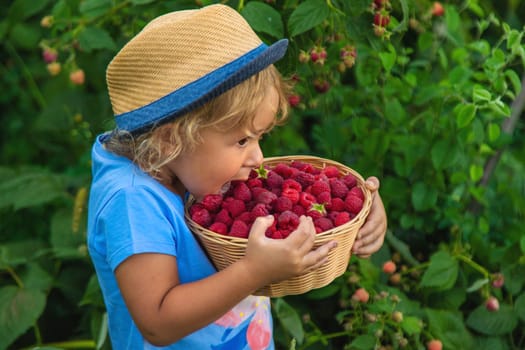 A child picks raspberries in the garden. Selective focus. Kid.