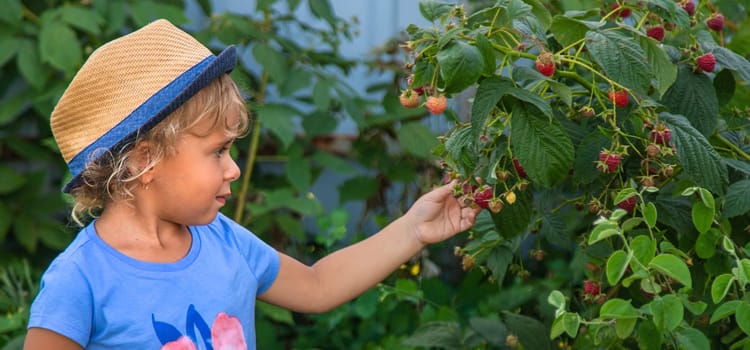 A child picks raspberries in the garden. Selective focus. Kid.