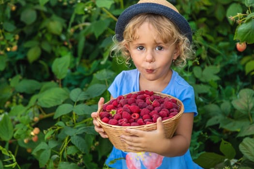 A child picks raspberries in the garden. Selective focus. Kid.