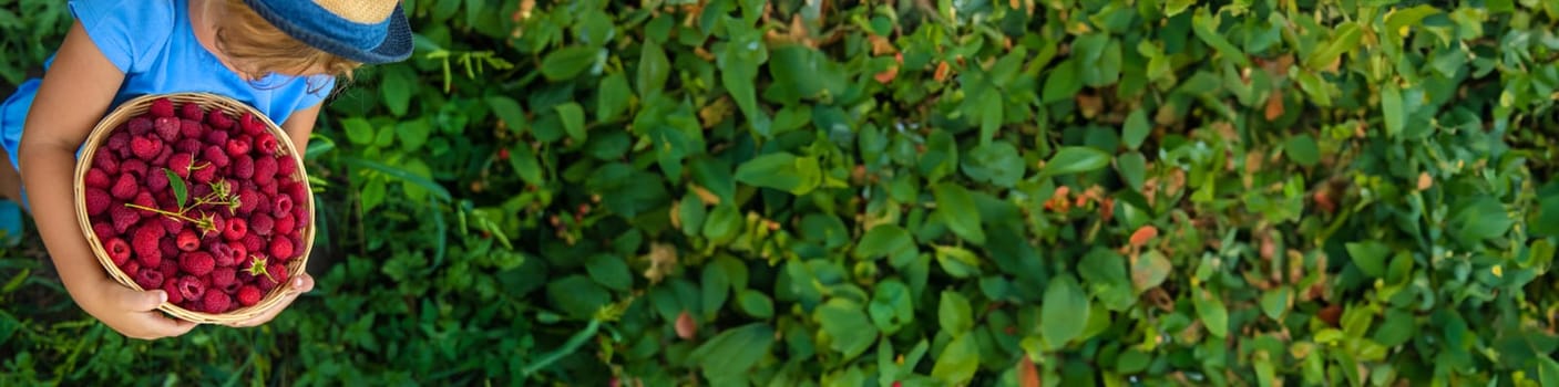 A child picks raspberries in the garden. Selective focus. Kid.