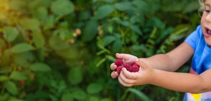 A child picks raspberries in the garden. Selective focus. Kid.