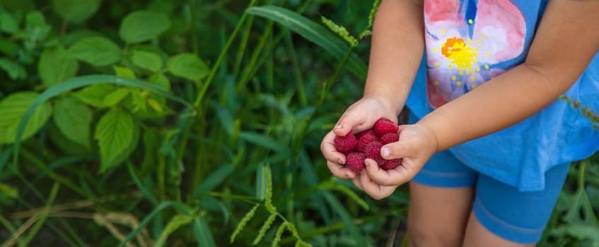 A child picks raspberries in the garden. Selective focus. Kid.