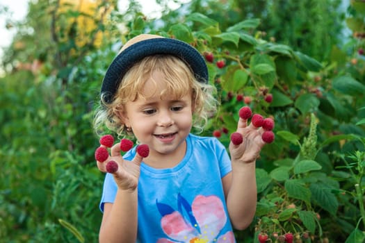 A child picks raspberries in the garden. Selective focus. Kid.