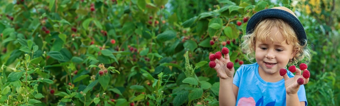 A child picks raspberries in the garden. Selective focus. Kid.