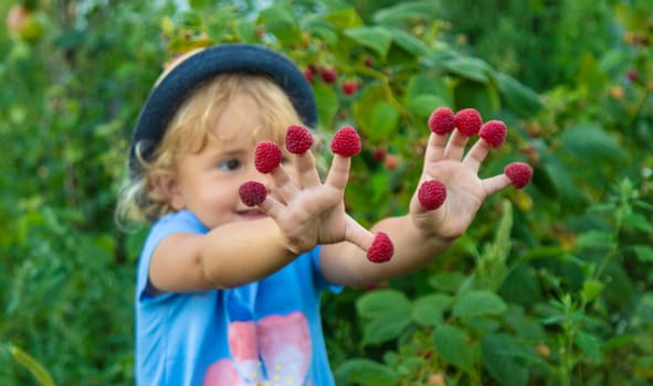 A child picks raspberries in the garden. Selective focus. Kid.