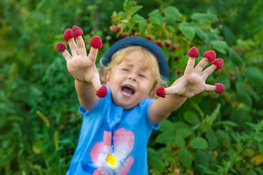 A child picks raspberries in the garden. Selective focus. Kid.