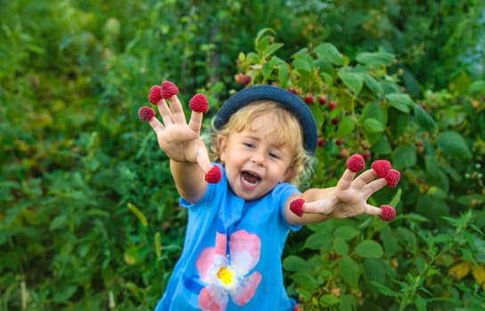 A child picks raspberries in the garden. Selective focus. Kid.