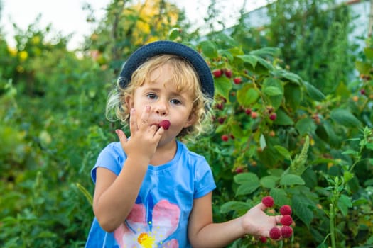 A child picks raspberries in the garden. Selective focus. Kid.