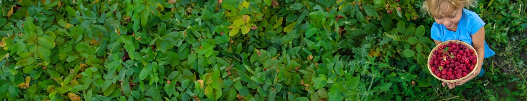 A child picks raspberries in the garden. Selective focus. Kid.