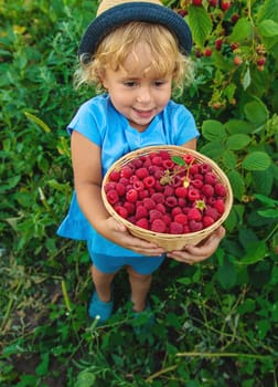 A child picks raspberries in the garden. Selective focus. Kid.