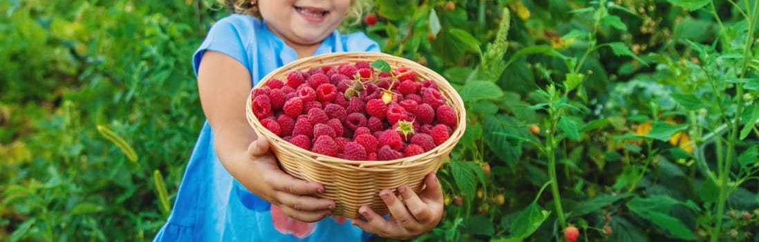 A child picks raspberries in the garden. Selective focus. Kid.