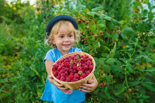 A child picks raspberries in the garden. Selective focus. Kid.