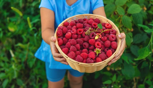 A child picks raspberries in the garden. Selective focus. Kid.