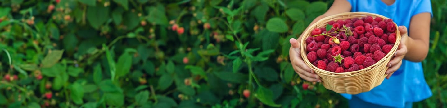 A child picks raspberries in the garden. Selective focus. Kid.