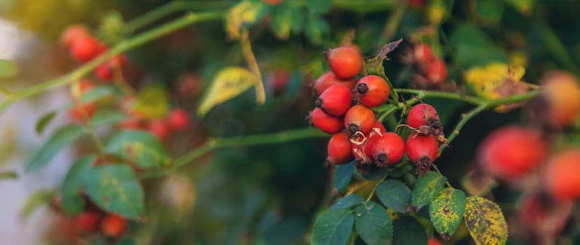 Rose hips in the garden. Selective focus. Food.