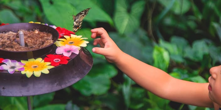 Beautiful butterfly on the hand. Selective focus. Nature.