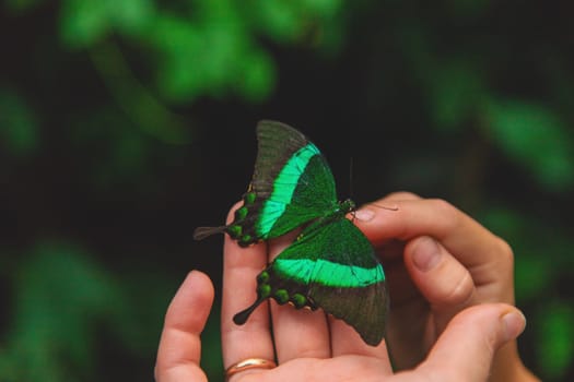 Beautiful butterfly on the hand. Selective focus. Nature.