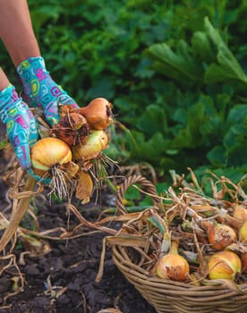 Farmer harvesting onions in the garden. Selective focus. Food.