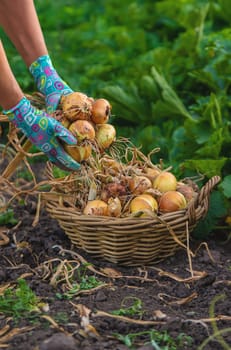 Farmer harvesting onions in the garden. Selective focus. Food.