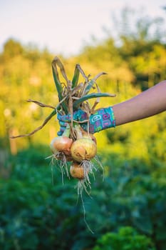 Farmer harvesting onions in the garden. Selective focus. Food.