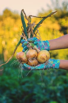 Farmer harvesting onions in the garden. Selective focus. Food.