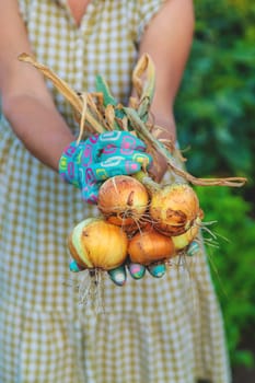 Farmer harvesting onions in the garden. Selective focus. Food.