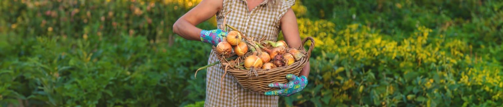 Farmer harvesting onions in the garden. Selective focus. Food.