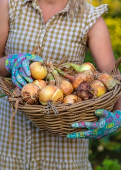 Farmer harvesting onions in the garden. Selective focus. Food.