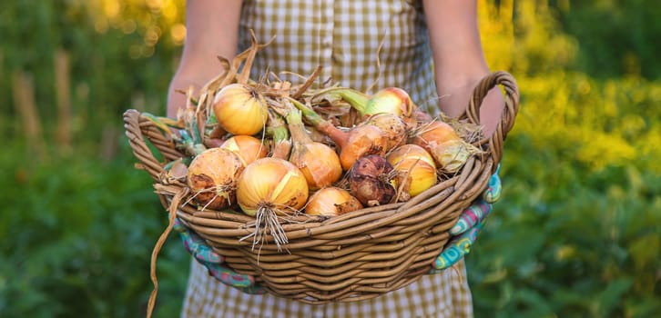 Farmer harvesting onions in the garden. Selective focus. Food.