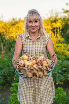 Farmer harvesting onions in the garden. Selective focus. Food.