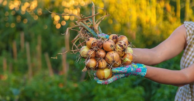 Farmer harvesting onions in the garden. Selective focus. Food.