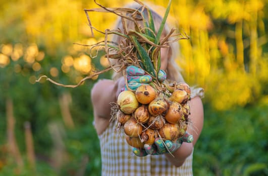 Farmer harvesting onions in the garden. Selective focus. Food.