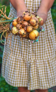 Farmer harvesting onions in the garden. Selective focus. Food.