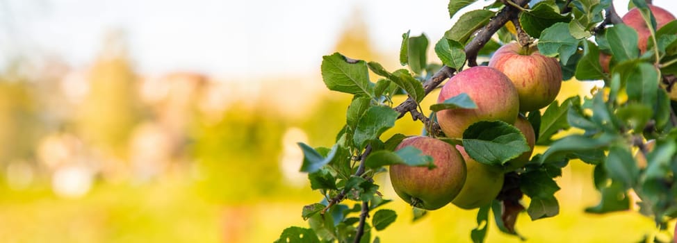 Apple harvest on the tree. Selective focus. Food.