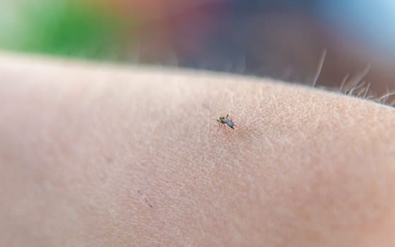 A mosquito on a child hand. Selective focus. kid.