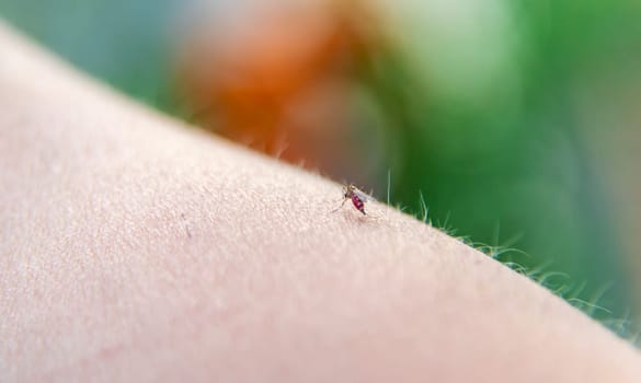 A mosquito on a child hand. Selective focus. kid.