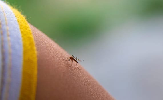 A mosquito on a child hand. Selective focus. kid.