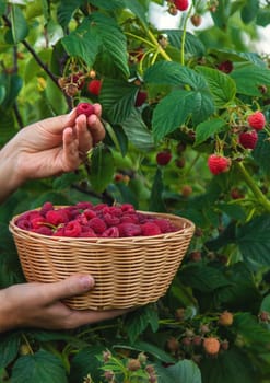 A woman harvests raspberries in the garden. Selective focus. food.