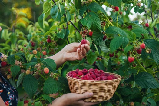 A woman harvests raspberries in the garden. Selective focus. food.