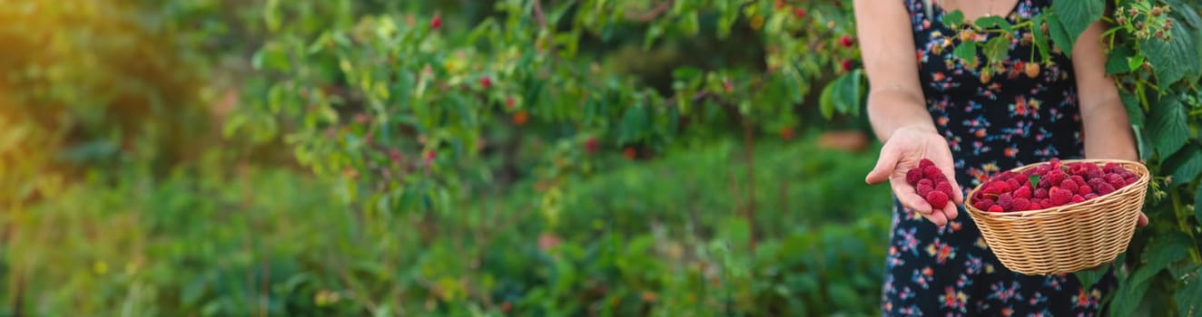 A woman harvests raspberries in the garden. Selective focus. food.