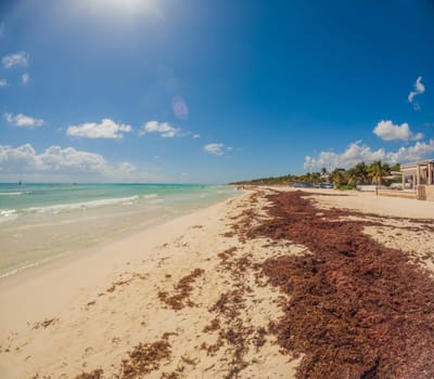 Playa del Carmen Quintana Roo Mexico 01. June 2021 beautiful Caribbean beach totally filthy and dirty the nasty seaweed sargazo problem in Playa del Carmen Quintana Roo Mexico.