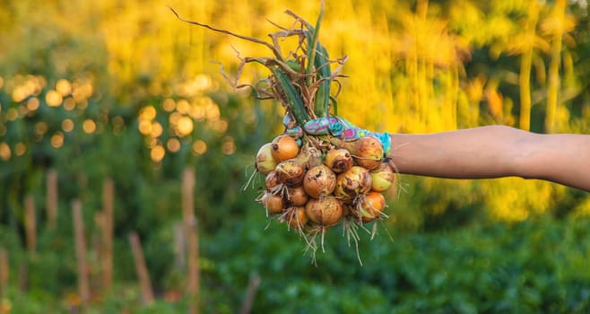 Farmer harvesting onions in the garden. Selective focus. Food.