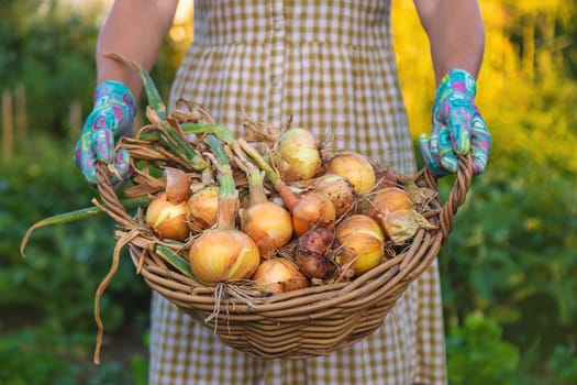 Farmer harvesting onions in the garden. Selective focus. Food.