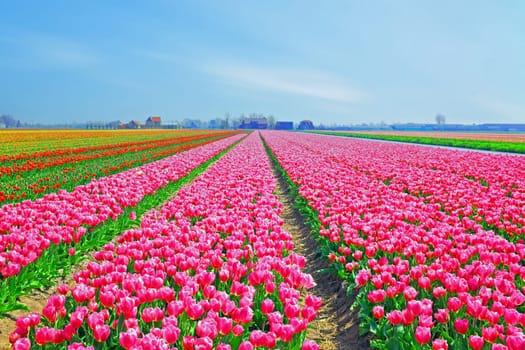 Beautiful blossoming tulip fields in the countryside from the Netherlands