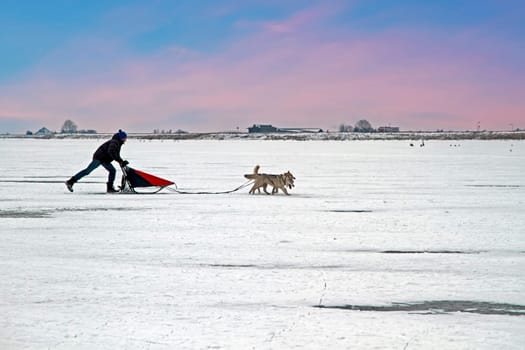 Sledging on the frozen IJsselmeer in winter in the Netherlands at sunset