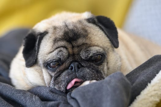 an old pug with his tongue stuck out lies on the sofa