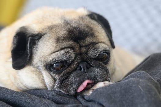 an old pug with his tongue stuck out lies on the sofa 1